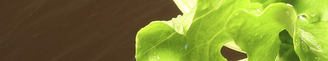 Leaf of lettuce on a fork